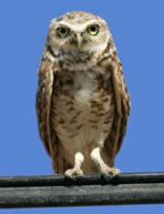 Burrowing Owl