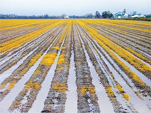 California Agriculture