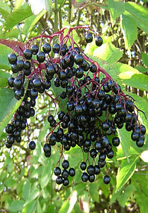 Sambucus - Elderberry