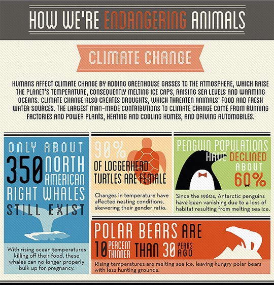 How We're Endangering Animals Infographic