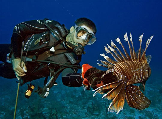 Lionfish