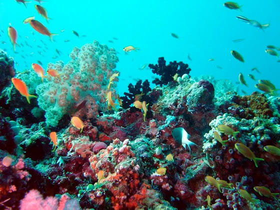 Healthy Coral Reef