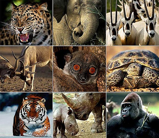 Animals on Endangered Species List