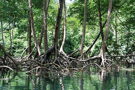 Mangrove Roots