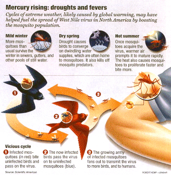 Mercury Rising: Droughts and Fevers