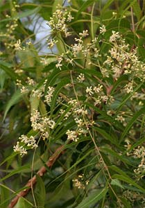 Azadirachta indica - Neem