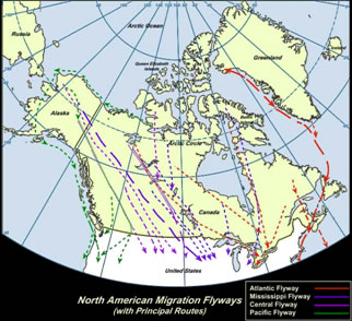 North American Migration Flyways with Principal Routes