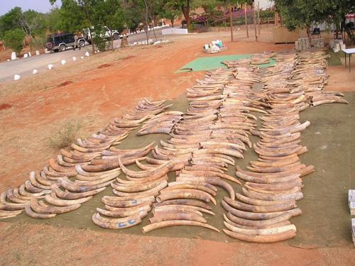 Illegal Ivory Trade