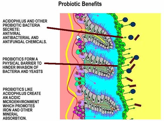 Benefits of Probiotics