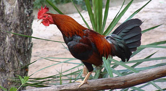 Red Jungle Fowl