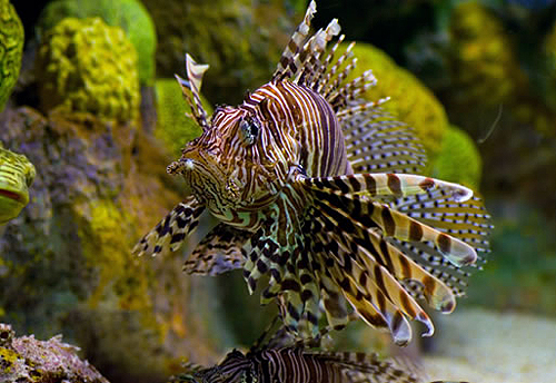 Red Lionfish