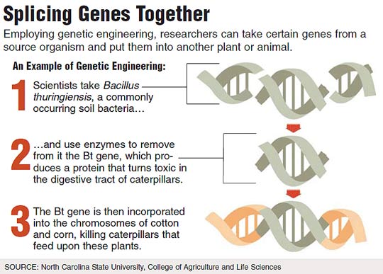 Splicing Genes Together