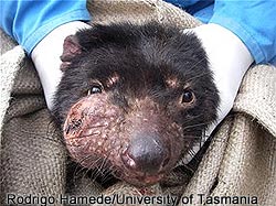 Tumor on Tazmanian Devil