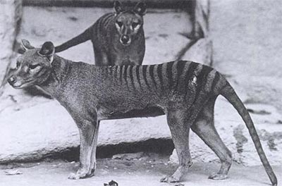 Tasmanian Tiger