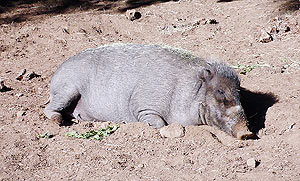 Wild Boar